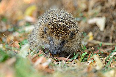 《战地6》上手体验：经典回归与全面破坏的战场盛宴